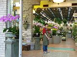 Kowloon Marche aux fleurs 047